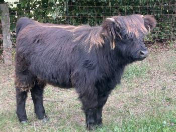 animal image