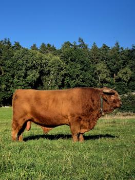 animal image