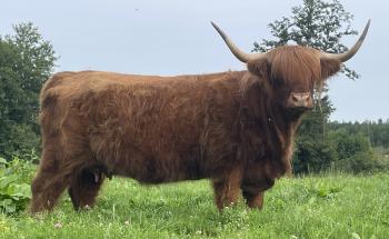 animal image