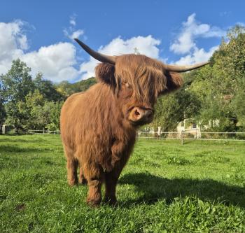 animal image