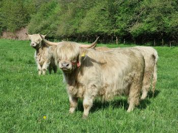 animal image