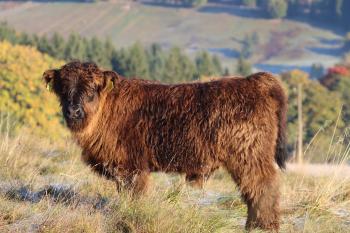 animal image