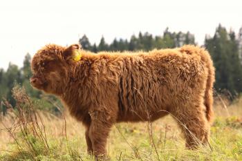 animal image