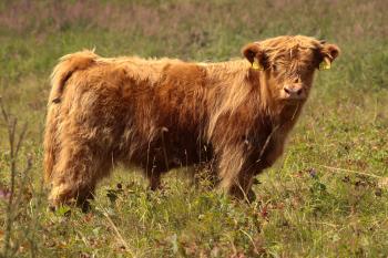 animal image