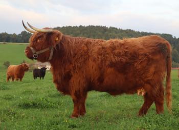 animal image