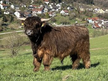 animal image