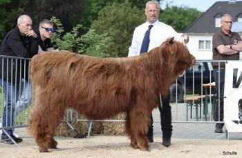 animal image