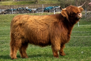 animal image