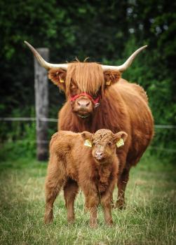 animal image