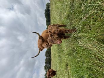 animal image