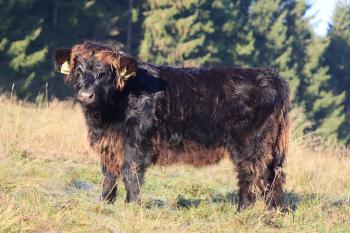animal image