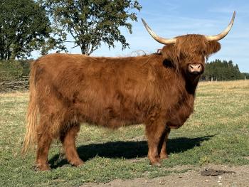 animal image