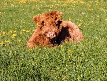 animal image