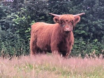 animal image