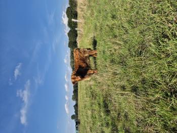 animal image