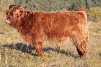 animal image