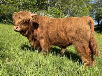 animal image