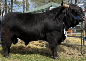 animal image