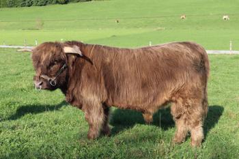 animal image
