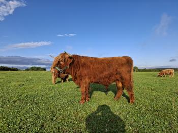 animal image