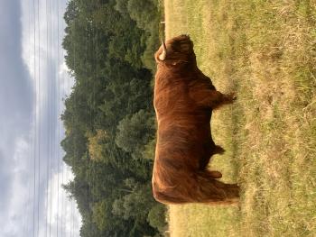 animal image