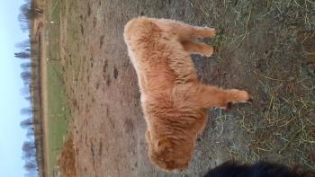 animal image