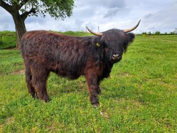 animal image
