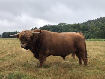 animal image