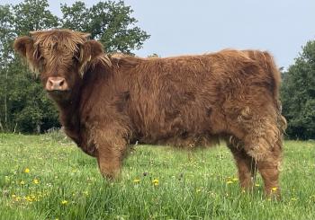 animal image