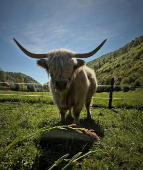 animal image