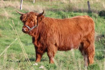 animal image