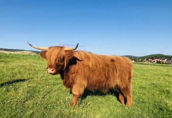 animal image