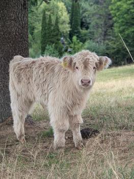 animal image