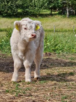 animal image